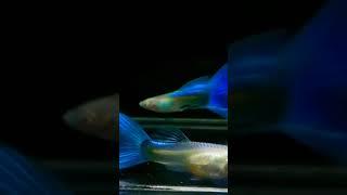 Albino Blue Sky Ribbon Delta Tail Guppy Fish#shorts