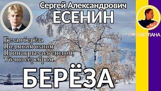 Берёза. Есенин С. А. Белая берёза Под моим окном Принакрылась снегом, Точно серебром.