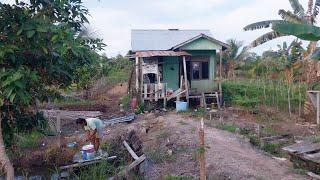 SEDIH‼️MELIHAT PETANI RANTAO NEKAT INI TRANSMIGRASI KALIMANTAN