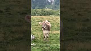 Sota Aktivierung mit Kuhbesuch