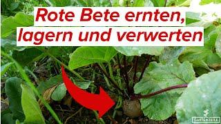 Rote Bete ernten, lagern und verwerten