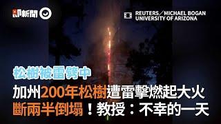 美國加州200年松樹遭雷擊　燃起大火斷成兩半倒塌！｜被雷劈｜老樹木｜燒毀