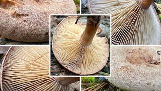 Maggipilz giftig? Bruchreizker, Filziger Milchling, Liebstöckel-Milchling, Lactarius helvus