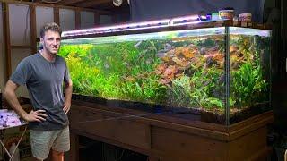 Gary Lange's "Rainbow Fish" Community Aquarium!