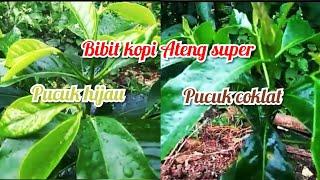 Bibit kopi Ateng super.pucuk hijau dan pucuk coklat.