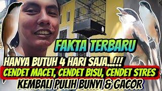 HANYA BEGINI SAJA KOK ⁉️ CENDET MACET DAN BISU JADI GACOR || TIPS CENDET CEPAT GACOR