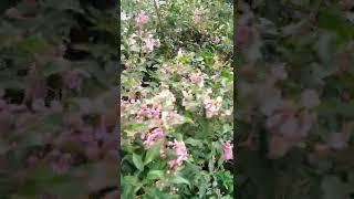 A PLANT WITH BEATIFUL TINY PINK FLOWERS AND RED TINY FRUIT #Shorts #viral #plant #rareplant