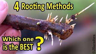 Rooting Fig Cuttings | 4 Rooting Methods - WHICH one is the BEST?