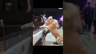 Tiger long jamping on car #comedyvideo ddghdfhjjgfcdsssssddddffyhhhhhhjjjjj