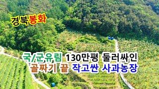 약130만평 국유림(군유림) 접하고 시야확보된 산촌오지 골짜기끝 작고싼 사과농장매매 싼땅이야기 (봉화-2265)