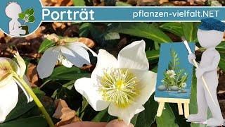 ️ Porträt 001 - "Die Schneerose" (Helleborus niger) - Wildpflanzen-Steckbrief (Frühblüher/Giftig)