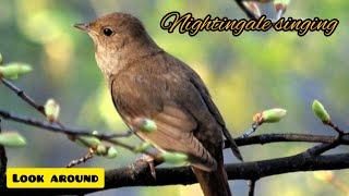 NIGHTINGALE SINGING | SOUNDS OF NATURE | VIDEO FOR RELAXATION | LOOK AROUND