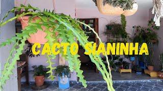 CACTO SIANINHA + CULTIVO + PROPAGAÇÃO + REGA