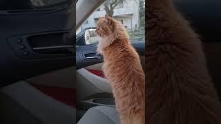 кот в машине это всегда истерика. кот Тимофей не хочет ехать остается на хозяйстве