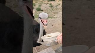 Ostrich Feeding Time