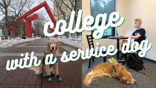 College Advice || service dog edition