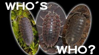 How to identify the three most common Porcellio species