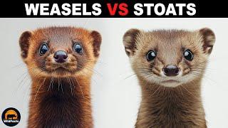 What Is The Difference Between Weasels And Stoats?