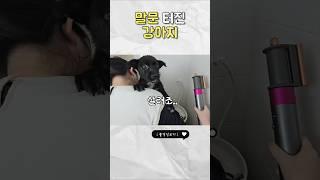 목욕하기시러!! #입양완료