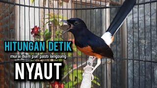 murai batu gacor AMPUH buat PANCINGAN murai batu agar bunyi JADIKAN burung murai gacor EMOSI