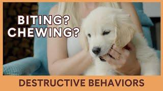 Chewing, Biting, Destructive Behaviors [Video 14/14]