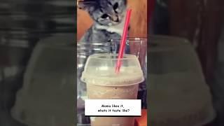 Purrfectly Cute Cat Compilation: Feline Antics to Brighten Your Day! #shorts