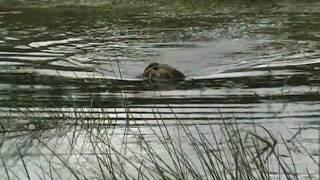 Состязания спаниелей по утке в Череповце Spaniel Hunting Tests