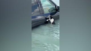 Cat clings to car door to escape flooding in Dubai | VOA News