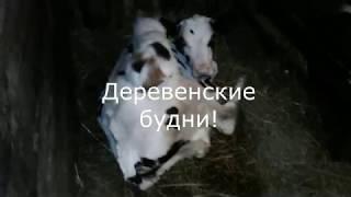 Деревенские будни!