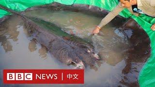 全球最大淡水魚出現在柬埔寨湄公河 重達300公斤－ BBC News 中文