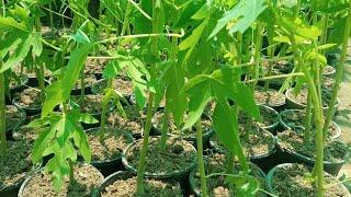 How to grow and care Red lady papaya from seed's.