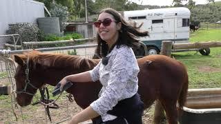 Rescued Brumby Foal from Desert in Central Australia I Save Brumbies Wild Horses @AroundAustralia