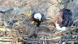 Decorah North Eagles,Mr Flies In With Good Sized Wad Of Grass/Hay 3/11/20