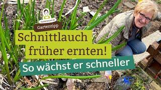 Schnittlauch früher ernten - So wächst er im Garten schneller, damit du möglichst bald ernten kannst