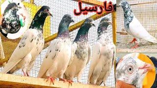 25 VIP kabootar For sale in sarialamgir jhelum Gujrat Pakistan pigeons 03255240630 whtsup