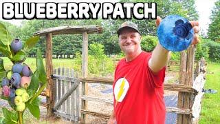 Creating The ULTIMATE BLUEBERRY Patch