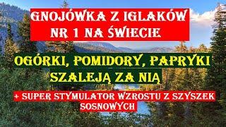 OGÓRKI, POMIDORY - NAJLEPSZA GNOJÓWKA Z IGLAKÓW + STYMULATOR WZROSTU Z SZYSZEK SOSNOWYCH