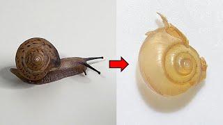 What's Inside a Snail's Shell? - Snail Dissection