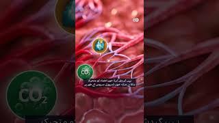 خون کی گردش کا نظام کتنا تیز ہے؟ #dwurdu #humanbody #bloodissues #health #organs