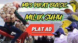 pikat burcil ampuh anti zonk andalan suhu plat AD