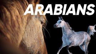 8 Fascinating Facts about Arabian Horses!