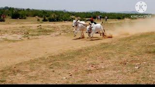 हरदोली पट प्रतियोगिता सेकंड दौड़ मोती बाली।  और। बजरंग। गब्बर hardoli pat pratiyogita