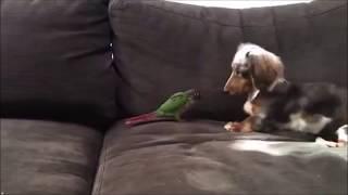 Why You Should Have A Dachshund