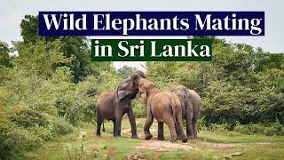 Incredible moment of wild elephants mating in Kalawewa National safari park of Sri Lanka