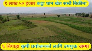 dherai sasto khet,6 bigaha jamin bikri,agri land on sale by 3rdeye33