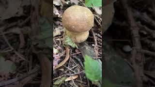 Белый гриб в Крыму. Боровик или Болет. Грибы в Крыму 2023.  Boletus Fungi  Mycota