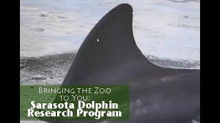 Bringing the Zoo to You: Sarasota Dolphin Research Program