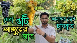 আমাদের দেশে চাষকৃত সেরা পাঁচ জাতের আঙ্গুর । আঙ্গুরের সেরা ৫টি জাত । Top 5 grapes variety @RoufAgro