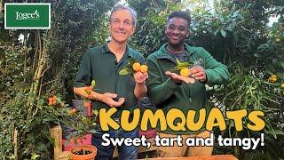 Sweet, Tart & Tasty! Kumquat Tasting with Byron and Kaleb