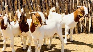 Best boergoats ever! Pigmentation in Boer goat farming Business